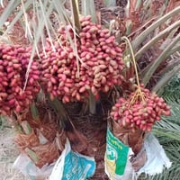 فسائل مجذره • طويريج