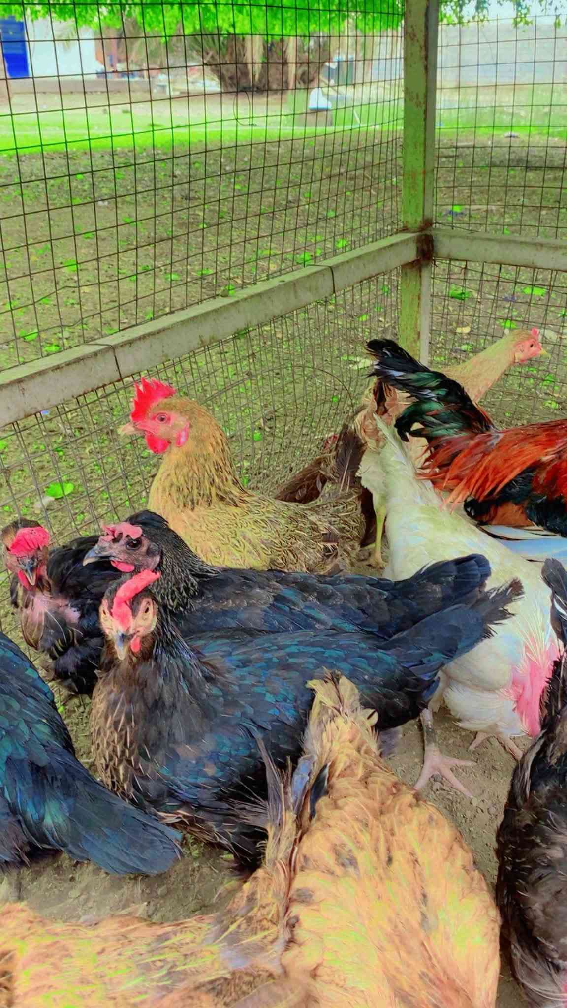 دجاج بياض • ٢٠ قطعة • بغداد التاجي