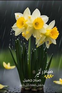 بيت للبيع في منطقه المكاسب المساحه 123.5م جبهه 6 نزال 19 السقف سندويج ...