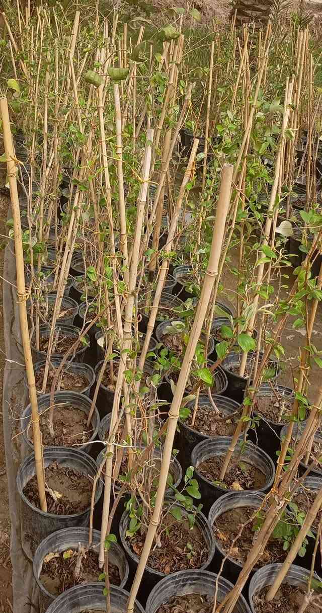 ،،مشتل الساقي
🎄   /عنوان التميز والابداع /🎄
                              🌳  /بأسعار تنافسية/،🌳
   ..  .... متوفر سدر مطعم تفاحي بصراوي🌲🌲🌲🌲🌲
......... متوفر    سدر مطعم باكستاني 🌲🌲🌲🌲🌲🌲
......... متوفر   سدر مطعم تفاحي. راسي 🌲🌲🌲🌲🌲
سندانه حجم 32🪹🪹
     
ملاحظه ( جميع صور موجود  راسلني  مازنجر   مفتوح) 🪵
متوفر كميات شكد متريد   

                  
             
  العنوان /بابل /........... +++🪸
📞*********** 📞  او ماسنجر
