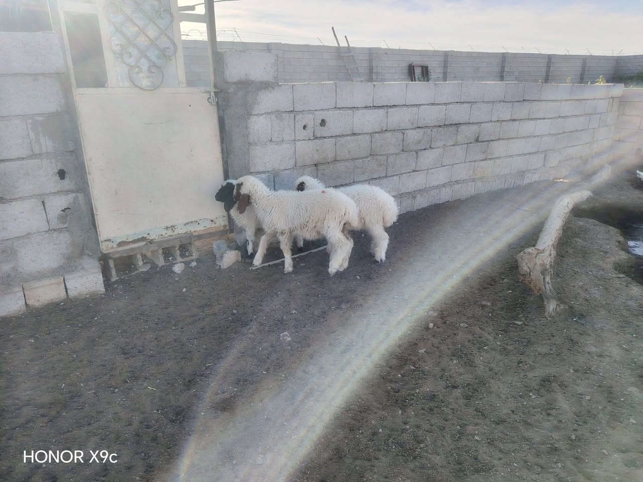 هونر X9c • للبيع • ٣ قطع