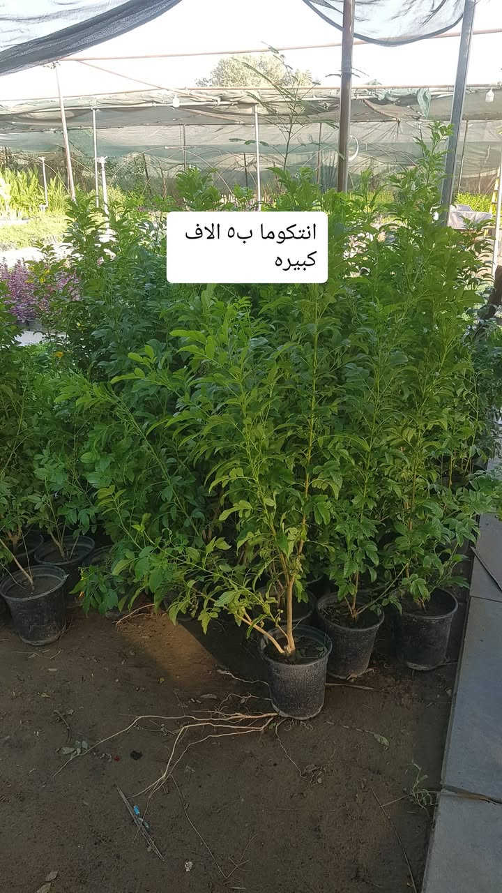 نباتات جديده متوفرة بالمشتل 
متوفر توصيل كل المحافظات 
رقم الحجز ***********

نص مكتوب في الصور:
- ياسمين هندي او فتنه
- شجره ذات ورد وعطر فواح
- ب ١٠ الاف
- عفص ليموني
- انتكوما ب ٥ الاف كبيره
- ورد الجمال ب ٣
- دورنتا ليموني ب ٣