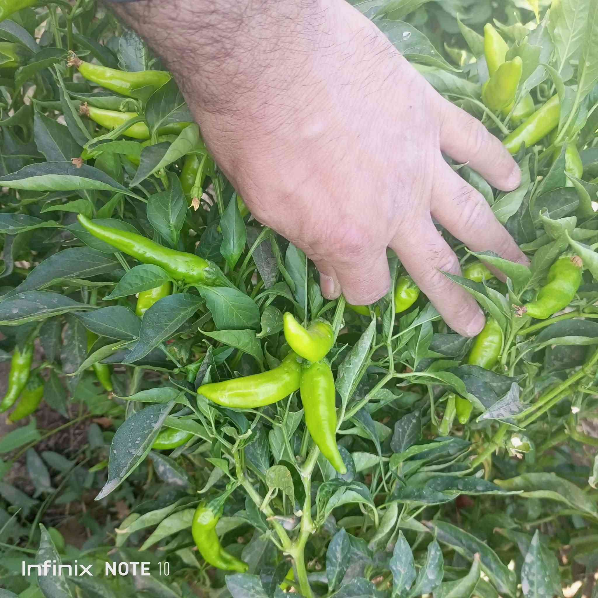 بذور فلفل • هندي • كمية قليلة