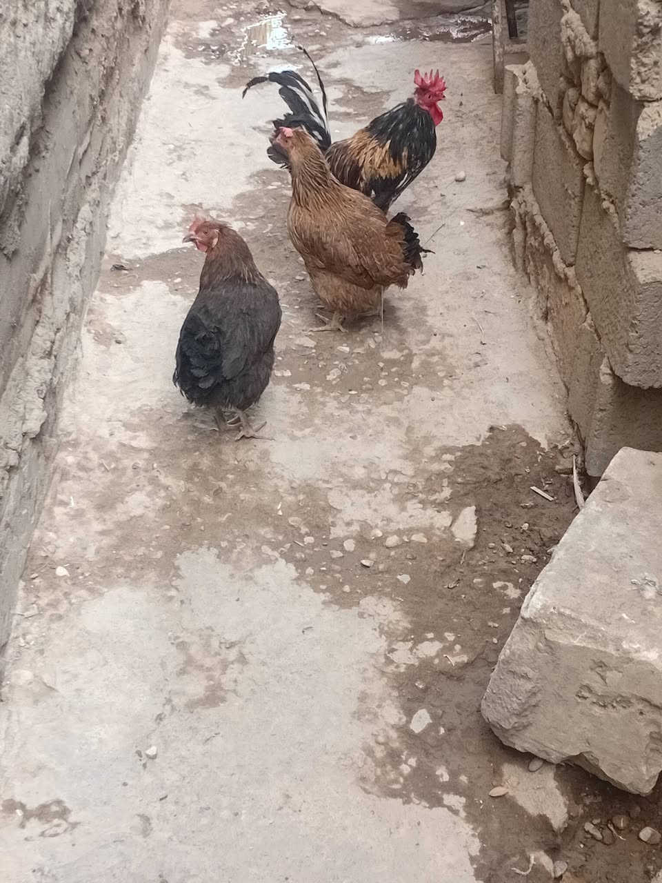 دجاج
 ثنين وديج واحد عرب البيع دجاجات بيضات وصحتهن زينه سعر 50 كلهن وبيهن مجال عنوان زعفرانيه شارع الكهرباء واهده رقمي واتساب ***********
