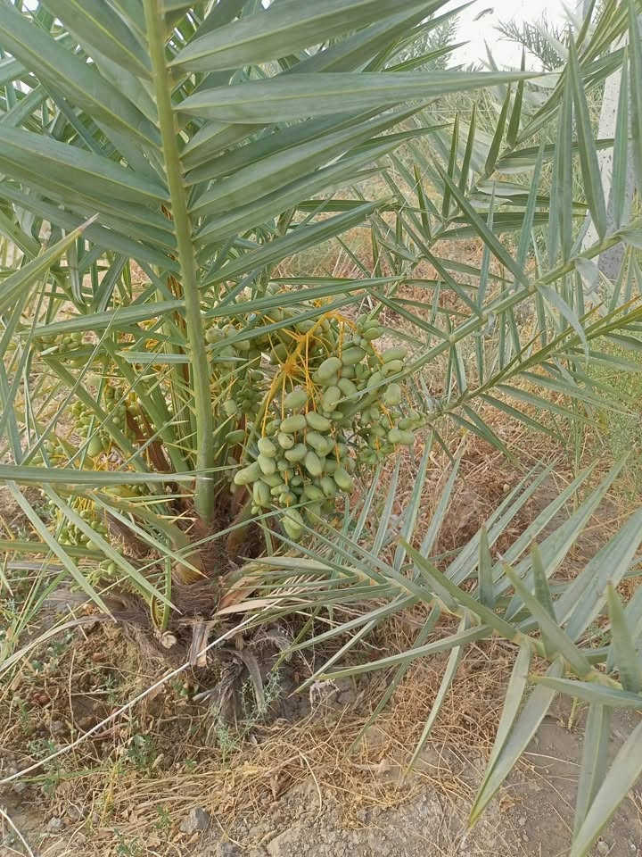 بستان للبيع
يبعد عن الامام الشريف 3 كيلومتر
المساحة 1800 متر مربع زراعي واجهه 13 على الشارع والنزال 140
يمتد من الشارع تجاه الشط (يعني حهة الشط مو عبور الشارع) يبعد عن الشط 100 متر
مسيج BRC وكامل وبي 20 نخلة مجهول السنة حملت اول حمل والفسائل اكثر من 80 فسيلة واهل الخبرة يعرفون قيمة المجهول وشكد سعر الفسيلة بالبيع وشكد سعر كيلو المحهول..
بي 12 نخلة شويثي 12 نبگ مطعم انواع فاخرة واصل كهرباء والماي نظام تقطير من الشط وبي مولدة مشترك وي بستان ثاني
السعر 35 للتواصل اتصال او واتساب على الرقم
***********
