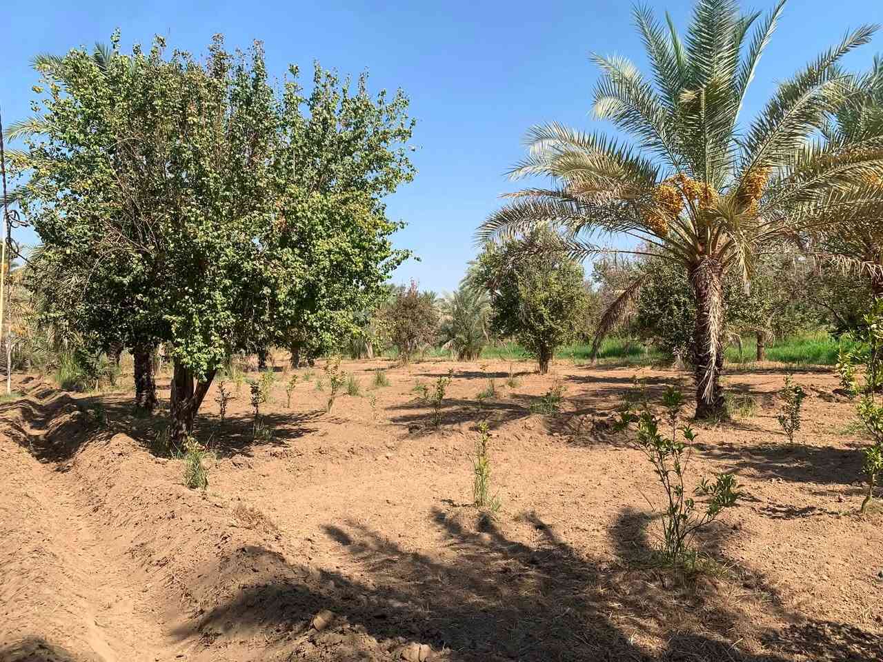 سلام عليكم اخوان دونم للبيع العنوان بغداد ناحية الراشدية قرب البحيرة 

متوفر فيه 
كهرباء 
ماء اساله 
ماء سقي 

يوجد فيه 
٢١ نخلة انواع التمور 
١٠ اشجار عرموط 
وهروش برتقال 
مثل ما واضح الدونم الواجهية مالته ٢٨ متر على شارعين 
ونزال ٩٠ متر 

للاستفسار ***********
