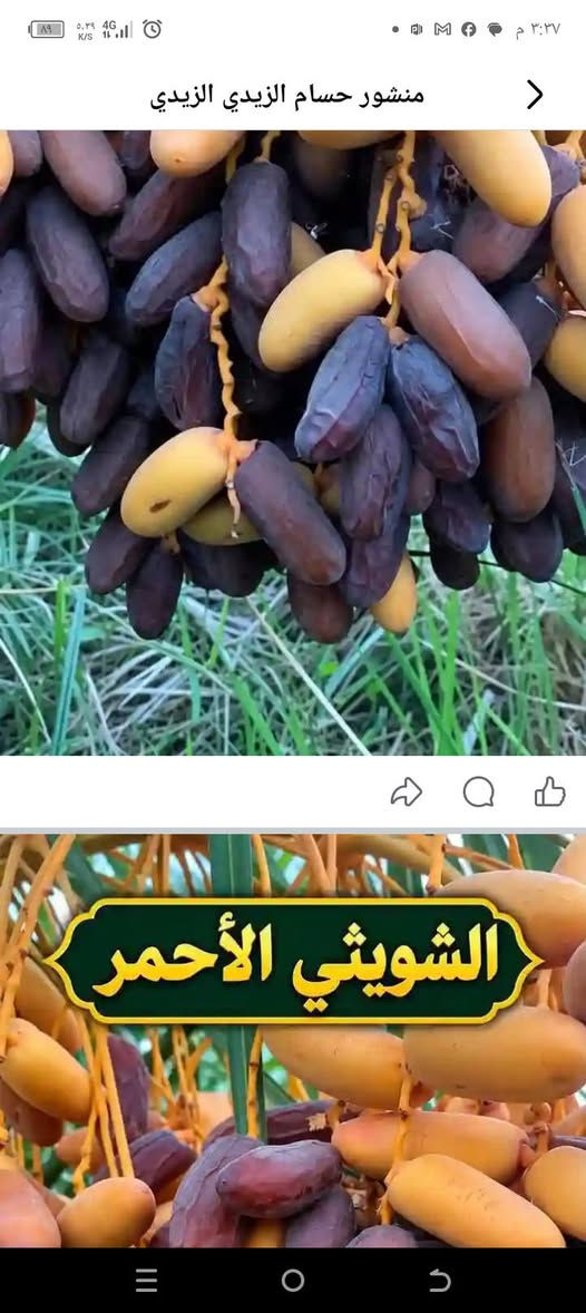 السلام عليكم يوجد كادر للتنزيل التمر من النخيل حتي لو 12 متر هم نجيك للبيت وحياكم الله ***********اتصل

نص مكتوب في الصور:
- منشور امير البراري
- منشور حسام الزيدي الزيدي الشويثي الأحمر