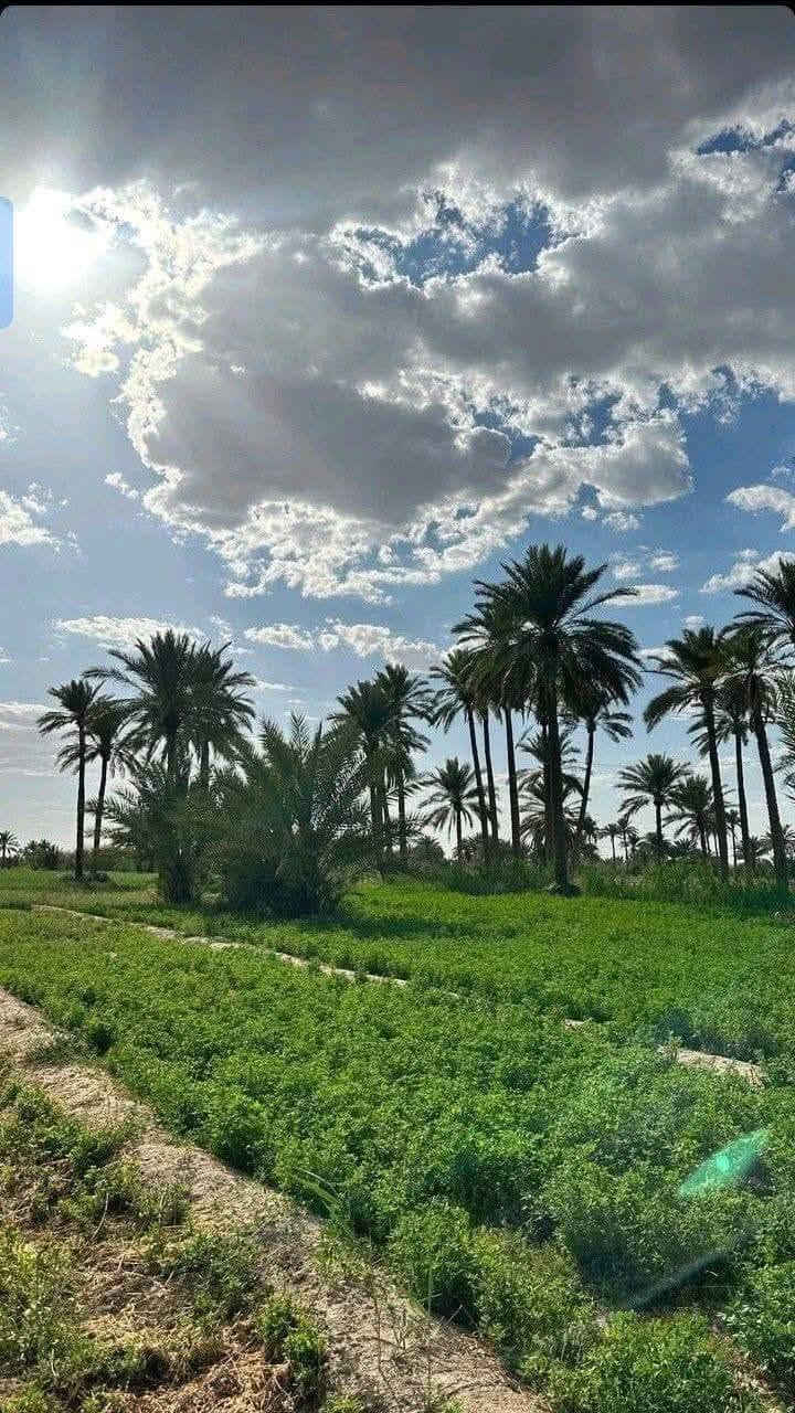 #استغل_الفرصة_الذهبيةوأستثمراموالك_قربسريع . 💎
#للبيع 🌍 المساحة 20دونم موقع مميز 
    
📌 بغداد - التاجي- ذراع دجلة - منطقة الشيخ عامر تحديدآ منطقة العيساويه  جميع الخدمات متوفر ) 🔯

   🟨 تكون واجهة دونم الواحد الوجهه 50 والنزل 50 
   🟩السعر الدونم 6 مليون ونص وبي مجال 

🟨 متوفر خدمات - تجي وتشوف بعينك مو بس كلام 💎بسند مستقل 
🟨ماء اسالة قريب 
🟨1- ماء سقي نهر رئيسي من ذراع دجلة
🟨2- كهرباء مدار 24 ساعه
🟨3- تبليط ثاني قطعة - سوق - مجمعات طبية - مدارس - سكن 

         شروط ضمان حقك 💎
 ما اخذ منك فلس الة بعد تثبيت حدود الأرض واسلمك مرتسم بل أرض مالتك وافتحلك بيان في التسجيل العقاري 
ثاني يوم يكون فتح بيان 

صار عندك تفاصيل كاملة أعلاه ✔️

للستفسار ***********
