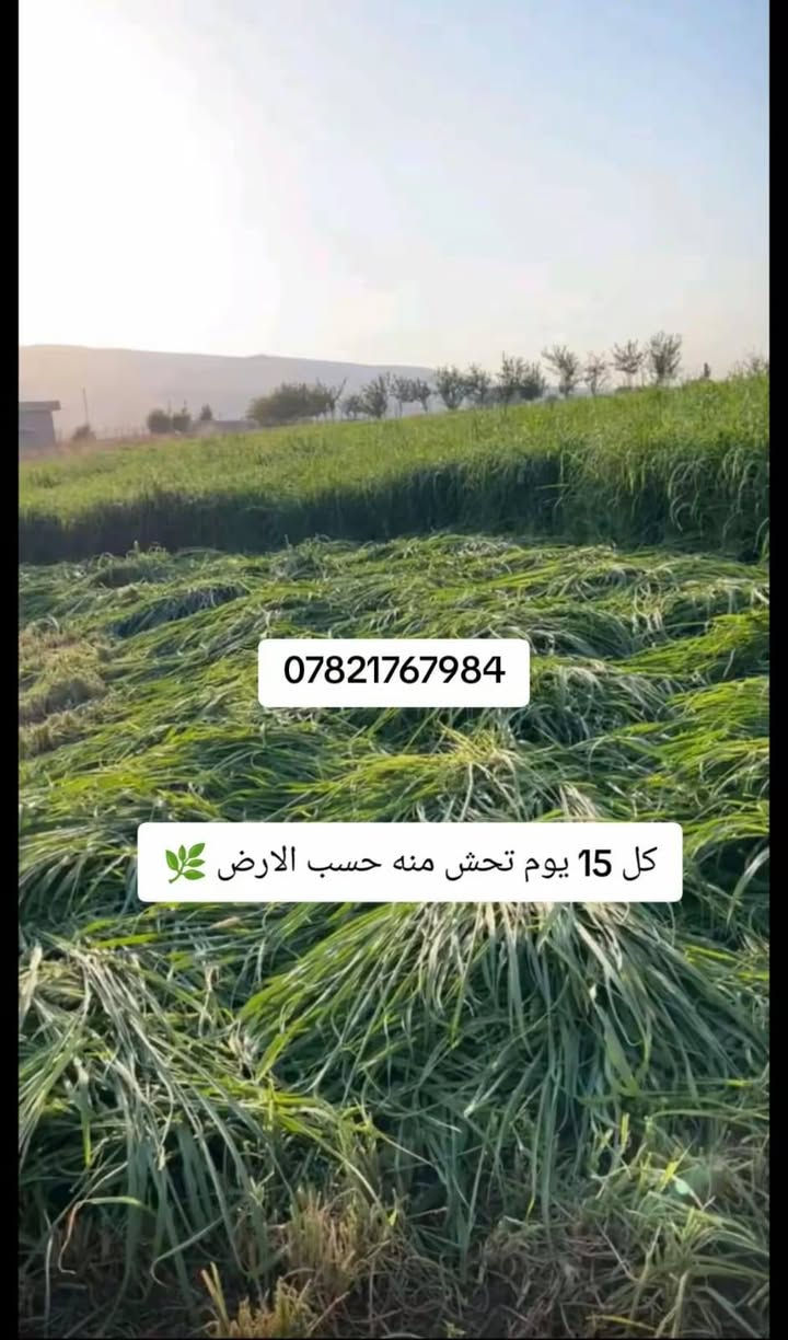 السلام عليكم ورحمة الله وبركاته

جملتنا هي الأفضل تعمل في خدمتكم

إلى أصحاب المحلات #التجارية والمزارعون

يعلن #مكتب زراعة ابو علي 🏢 

عن توفر #البونيكام الاسباني  #والبرازيلي 

ذات فوائد درجه اولى
من حيث الحليب كثرة البروتينات التسمين

الأسعار #مناسبه و انخفاضيه

#متوفر بذور البونيكام الاسباني درجة اولى وتوجد خدمة توصيل 
للحجز على الواتساب فقط او الاتصال على الارقام التالية 👇

                ***********  مع #واتساب 

                ***********  مع #واتساب   
      
                                                                     #الواتساب للحجز 👇
  
https://whatsapp.com/channel/0029Vb72KV96GcGBE2jHjP0y
