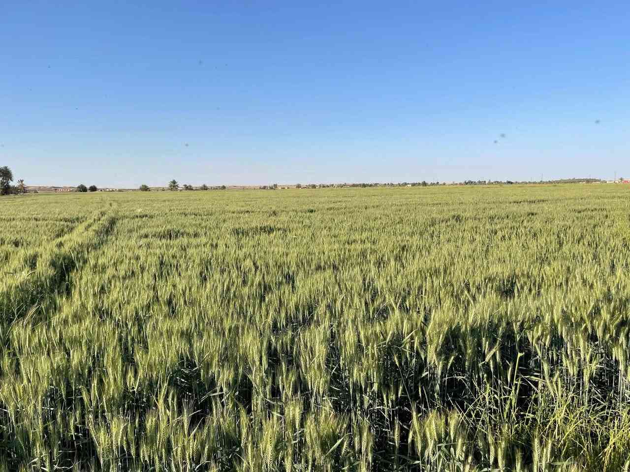 للبيع ارض مساحتها 47دونم
طابو صرف واجهة النهر 170متر غرب قضاء هيت تابعه لقرية زخيخه لاستفسار الاتصال على الرقم ***********
