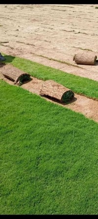 ثيل هندي • درجة أولى • توصيل المحافظات