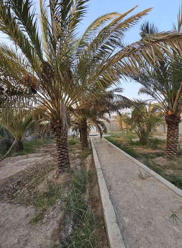 🌴 بستان للبيع في أبي الخصيب – محيلة 🌴
📐 المساحة: 1070م² (ألف وسبعون متر)
📜 الطابو: صرف، سهم وتحويل مباشر باسم المشتري
🌴 يحتوي على عدد من النخيل والأشجار
🔒 محكم بسياج من جميع الجهات
🌊 يطل على نهر جاري مباشرة
💧⚡ جميع الخدمات متوفرة
📍 العنوان: البصرة – أبي الخصيب – محيلة، قرب سوق محيلة
📞 للاستفسار والاتصال:
*********** البصرة, العراق

نص مكتوب في الصور:
- ***********