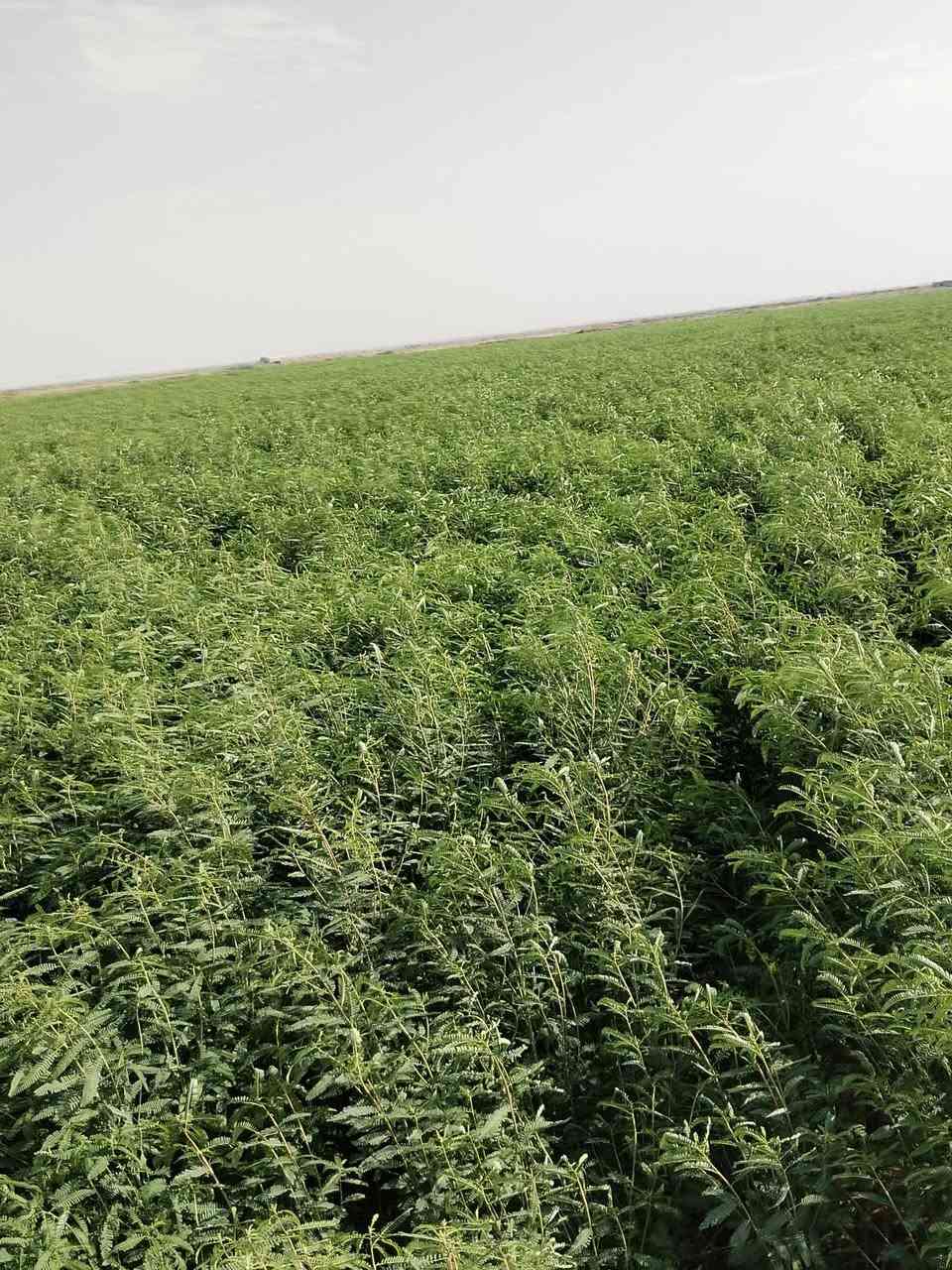 سيسبان فول 40دونم قريت  الميمون الستفسار عل رقم ***********
