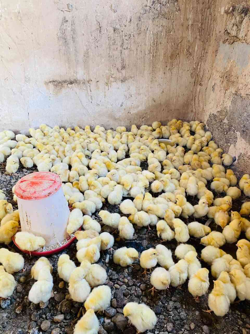 السلام عليكم
يوجد أفراخ دجاج لوهمان تركي ذكور كلهن بصحه جيده نشطات ملقحات 

25 كتكوت ب 5 آلاف 

55 كتكوت ب 10 ألاف 

وإذا كميه بيها مجال 

مكاني مكحول 

للاستفسار مراسلتي ع خاص أو الاتصال ***********

