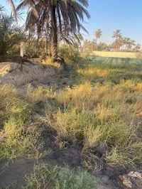 أرض • بدون تفاصيل