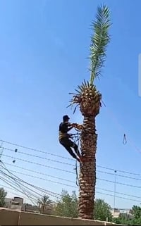 تقطيع أشجار • نخيل • الكرخ والرصافة