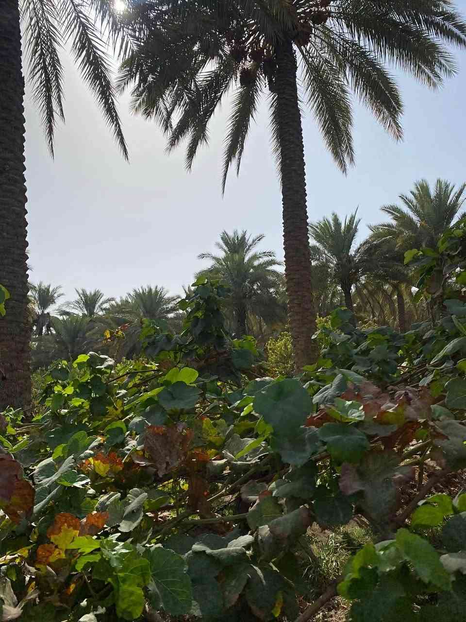 اللهم صلى ع محمد وال محمد 
قطعه زراعيه للبيع مساحتها 3 دونم تباع حسب الطلب القطعه متعوب عليها مزروعها حمضيات بانواعها وبيها نخل زهدي وخستاوي وبيها سيباط عنب 🍇 1500 م وبيها اشجار تين كلها حماله مي وكهرباء بصفها القطعه مسيجه بالكامل جنس عقارها طابو زراعي باسم البايع طريق حله ديوانيه منطقة هوى الشام 

***********
***********
