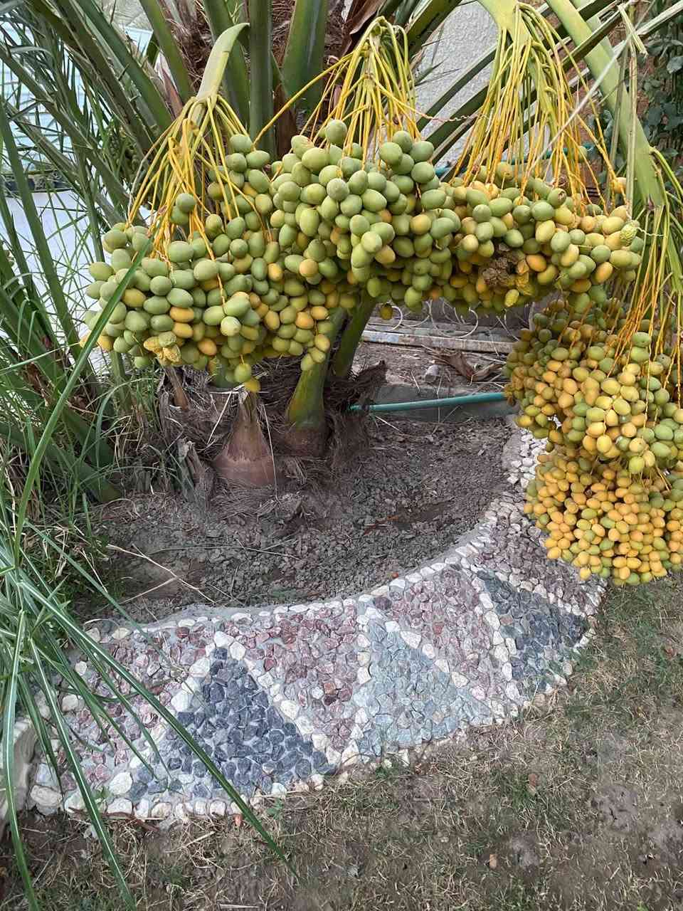للبيع فسائل برحي
الاتصال والاستفسار ***********
