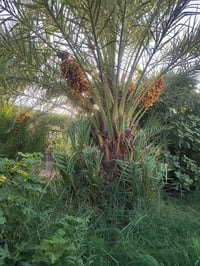فسائل • للبيع • استفسار