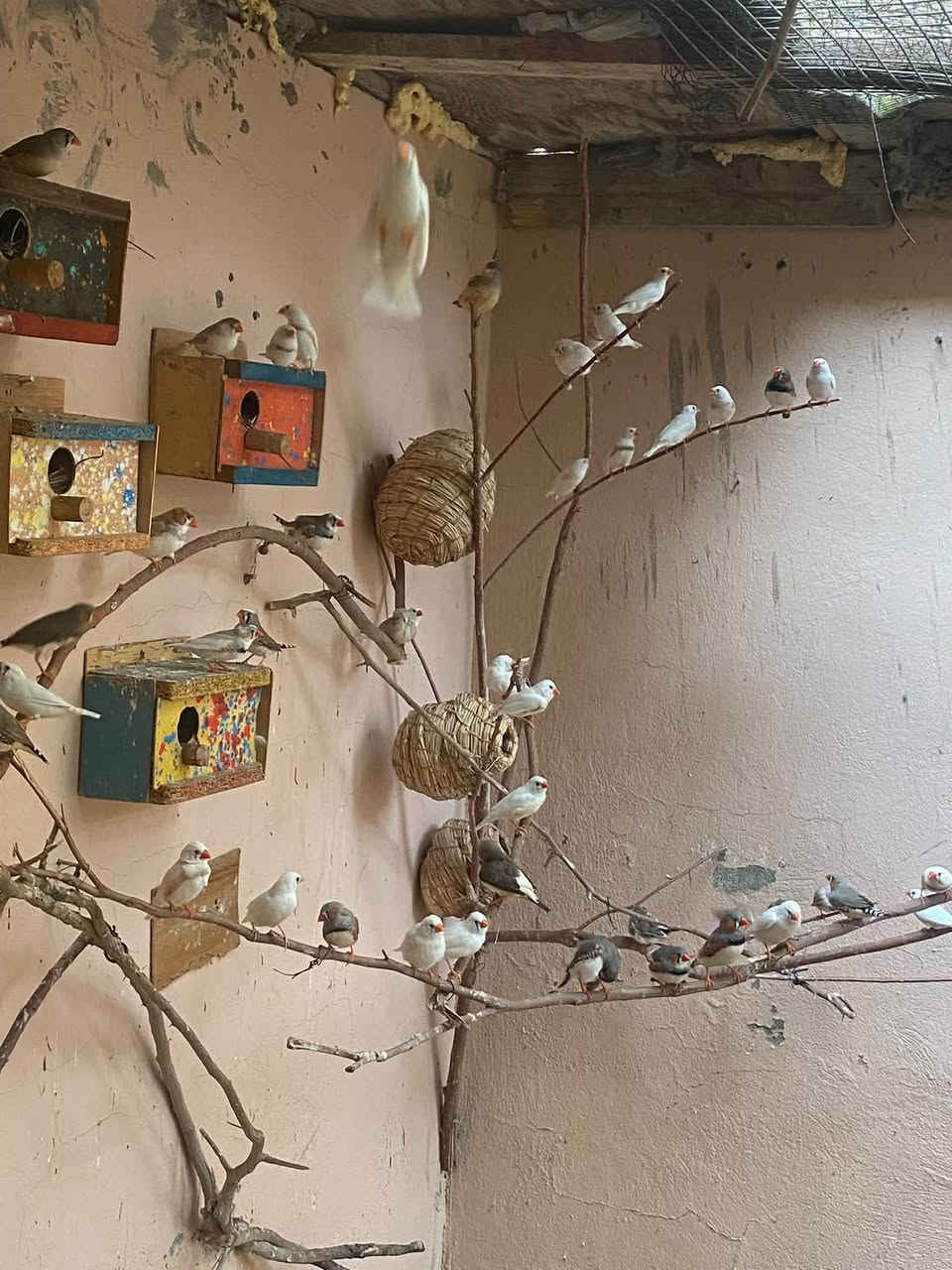 فناجز • كربلاء • أسعار مناسبة