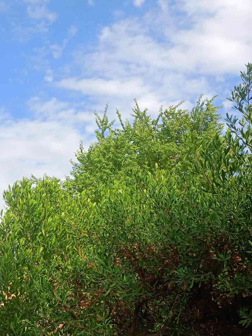 جهاز ريدمي c 55 . ذاكره 256 . رام 24 . كأمره إماميه 16m . كأمره خلفيه 64m . صوت إستريو 200‎%‎100 . دبل سيم و ميموري و شريحه إلكترونيه . شاشه 6.72 بوصه الطراز RMX3710 . بطاريه 5000 ملي أمبير في ساعه (( نموذجيه )) بصمه أصبع و وجه . ببجي 90 فريم . يدعم نضام لاعب . يدعم شحن سريع . كأمره تجنن مثل ما تشوفون  . من أقوه الجهازه النزلتها شركه ريدمي . جهاز ما مفتوح بلادي . سعره 150 الف وبي مجال . رقم التصال : *********** .
