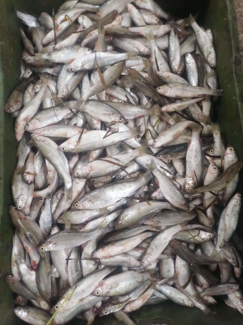 خشنيه الهور • طازج • الناصريه