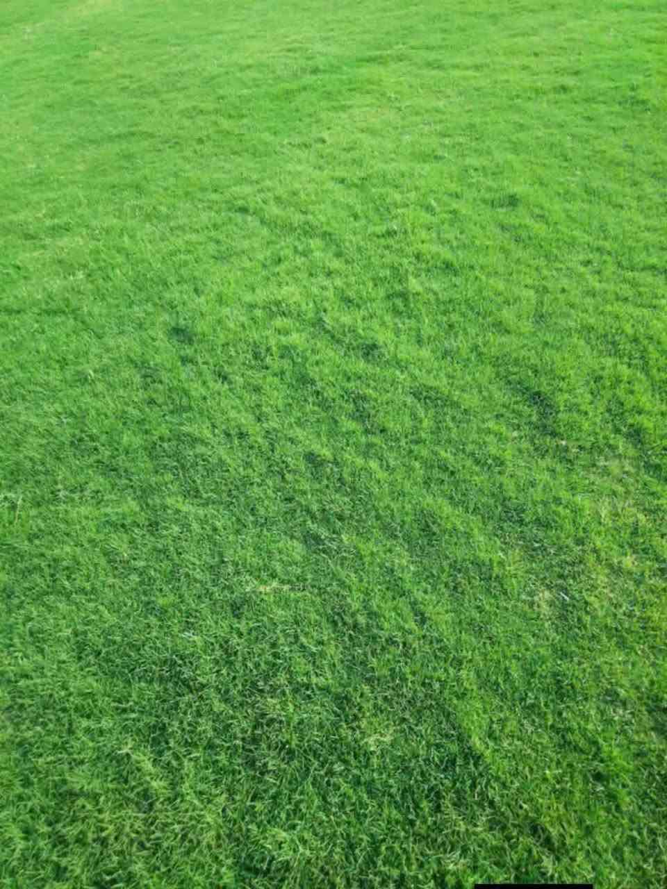 ثيل هندي • درجة أولى • توصيل محافظات