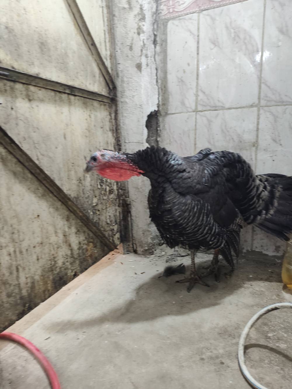 دجاجة بيضا • أنثى • صحة جيدة