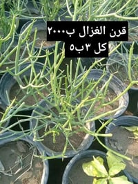توصيل بغداد • نباتات زينة • لبلاب الاسود