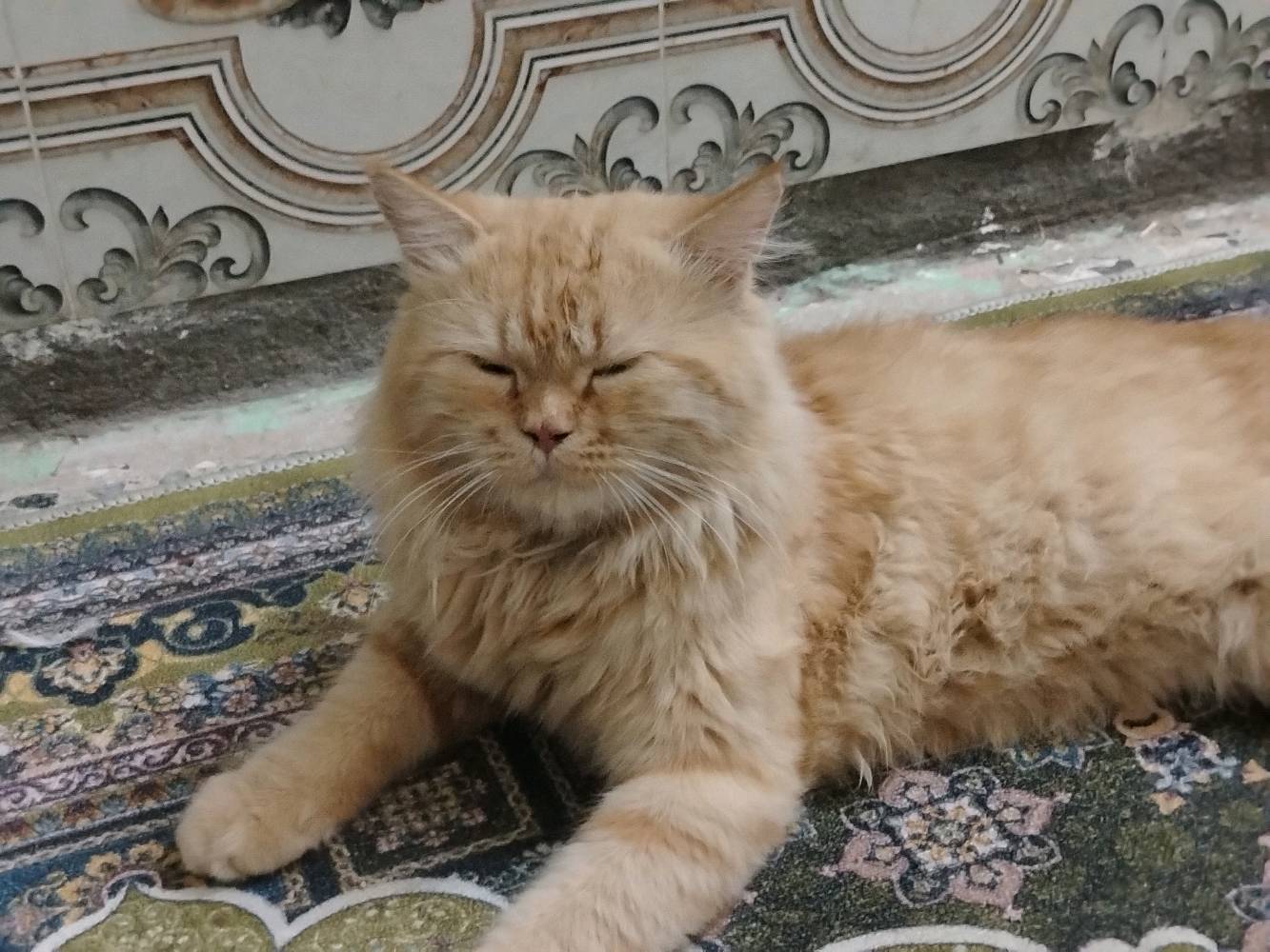 بزونه أليفة • النجف الاشرف