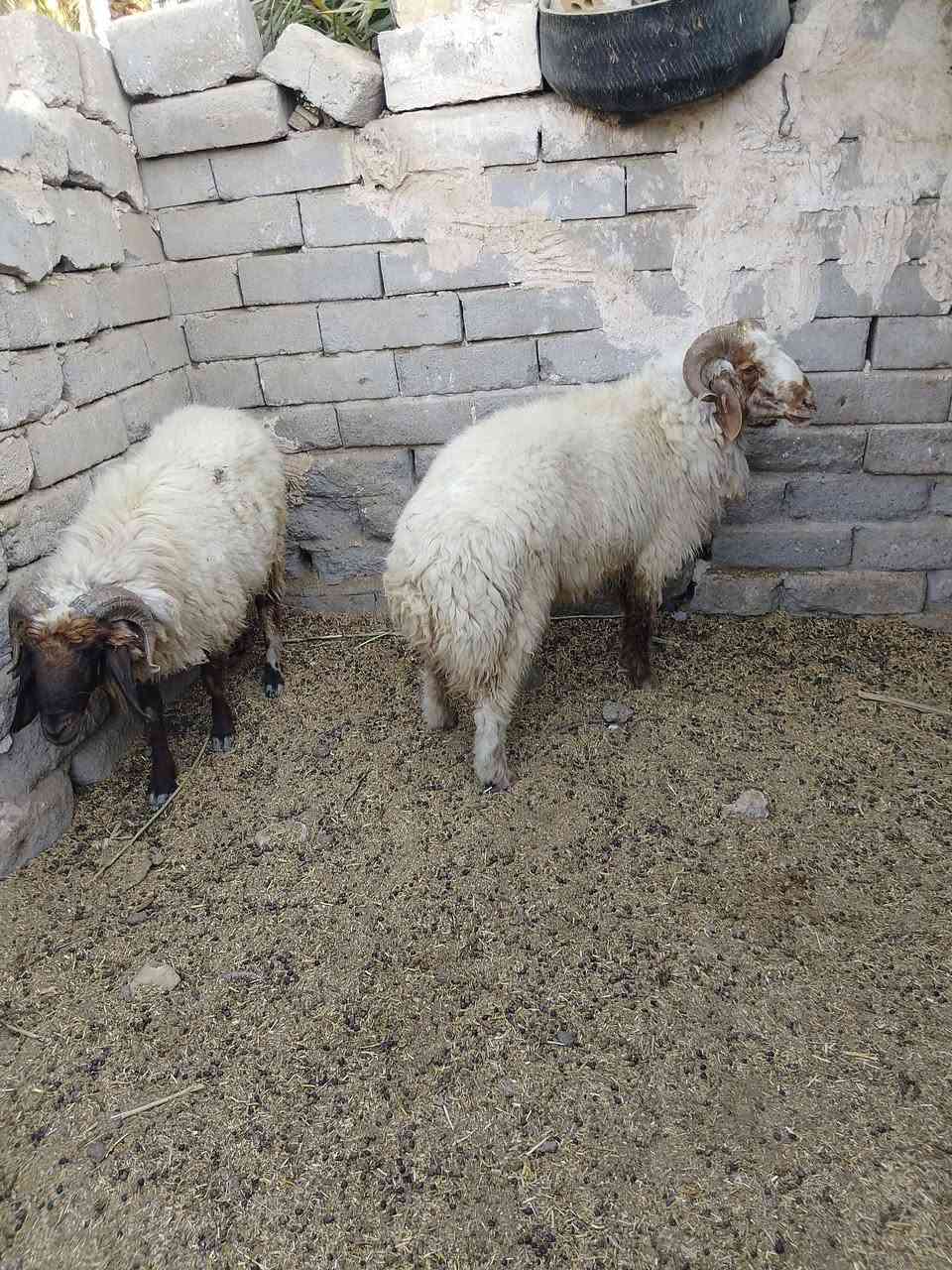 اللبيع خرفان مشروطات شرط فحولية لمكان دوانية قضاء شامية ***********
