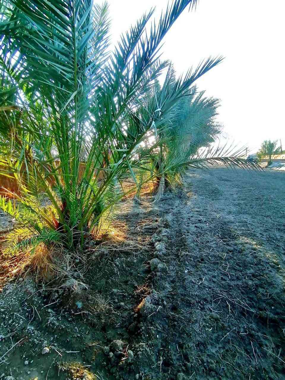دونم البيع طابو25 يحتوي على دار المساحه 312 بناء حديث 2025استقبال 10/5صاله 10/5مطبخ 5/4غرف نوم 4 صيحات داخليه و خارجيه المكان كربلاء نهر السلام قرب مدرسة دمشق استفسار اتصل على الرقم ***********
