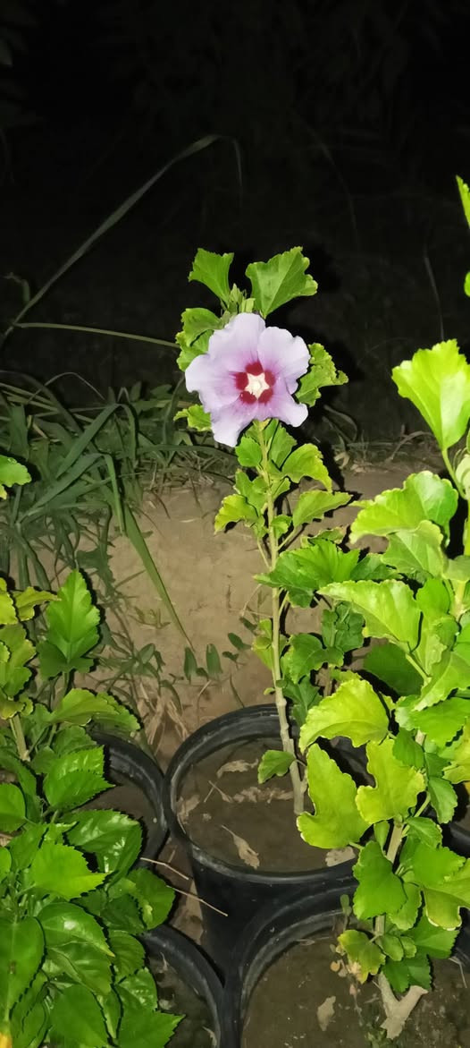 تتوفر لدينا ورد الجمال البنفسجي النادر للحجز والاستفسار مراسلة الصفحه أو الواتساب يوجد توصيل لجميع محافظات العراق ***********
