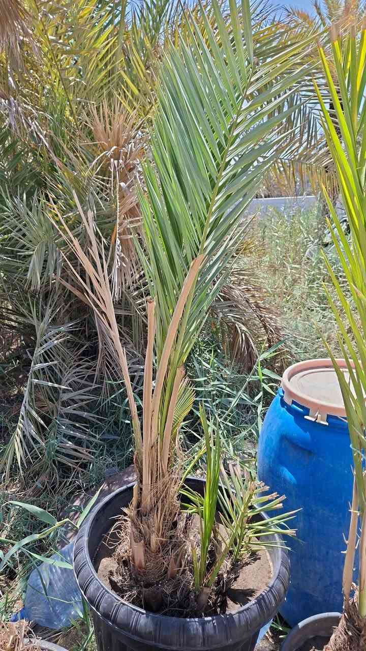 متوفر فسيل حلاوي حجم كبير مجذر عمر ٧ اشهر
و فسيلة خضراوية ضخمة جواها ١٠ فسائل مجذر عمر ٦ اشهر كله دفع سندانة و خضار جديد ، للبيع ثنينهن رايدهن ب٧٥ الف وبيهن مجال للشراي فقط ، مكاني بصرة قضاء ابو الخصيب وهذا رقمي
***********
