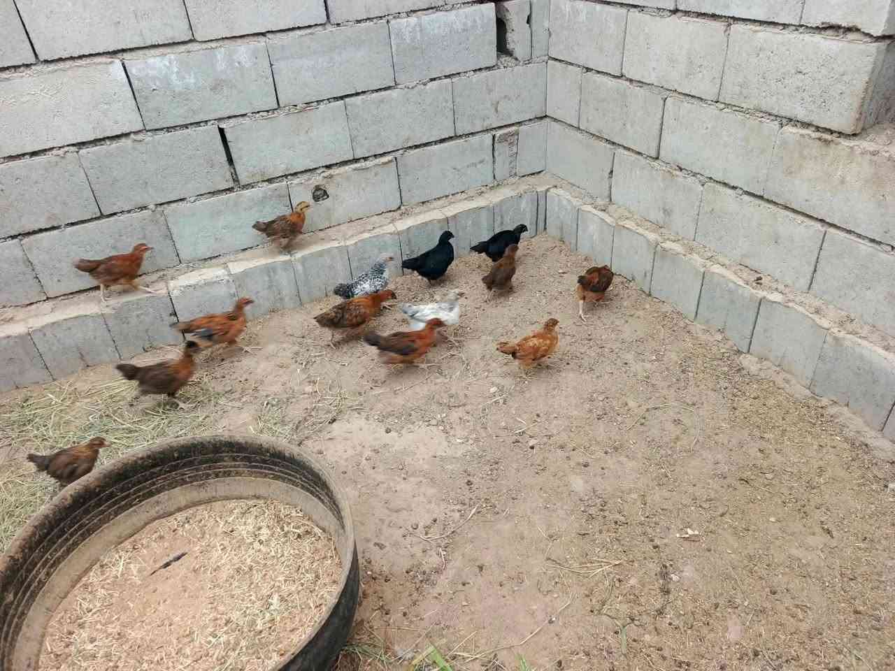 فراريج عرب • ٣ أشهر • تكريت
