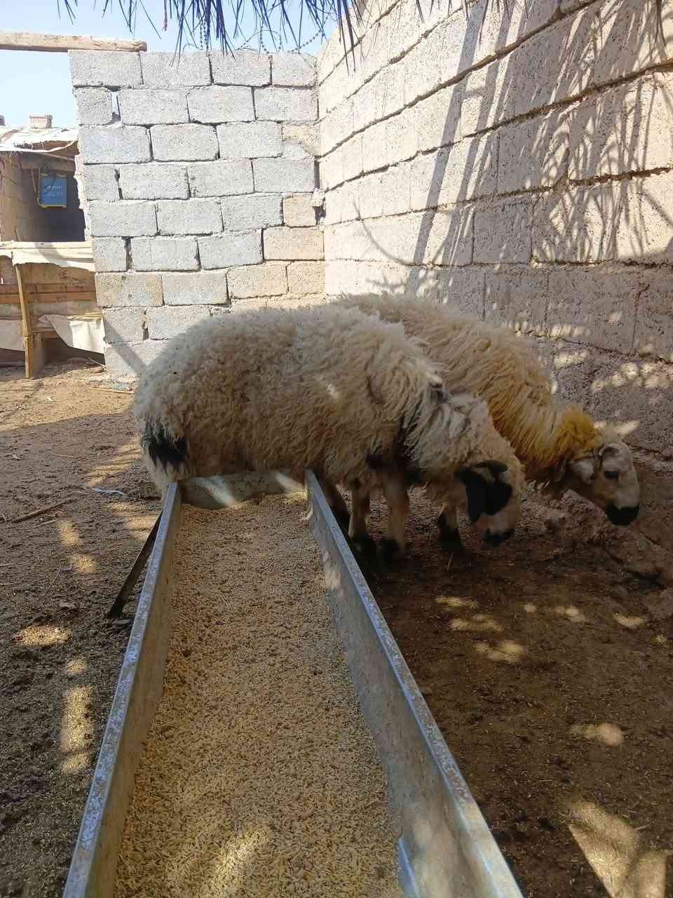 حلوات • مفولات • واتساب