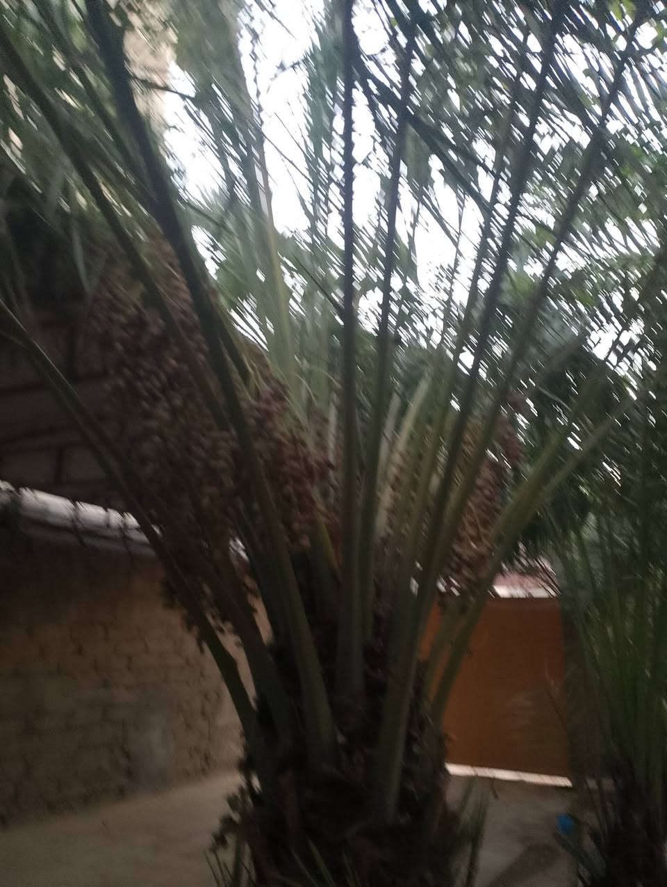 نخل اللبيع *********** وتساب
