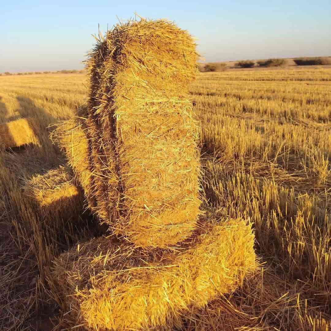 سلام عليكم كبس تبن درجه اوله ضغط ونضافه فول توصيل مجاني لجميع المحافظات/ ***********
