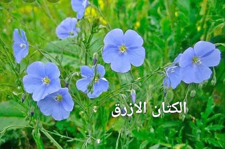 نخيل واشنطونيا • بذور مجد الصباح • ورد الكوزموبس