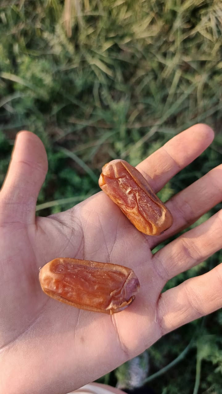 فسائل نخيل • اشويث أصفر • ديري أحمر