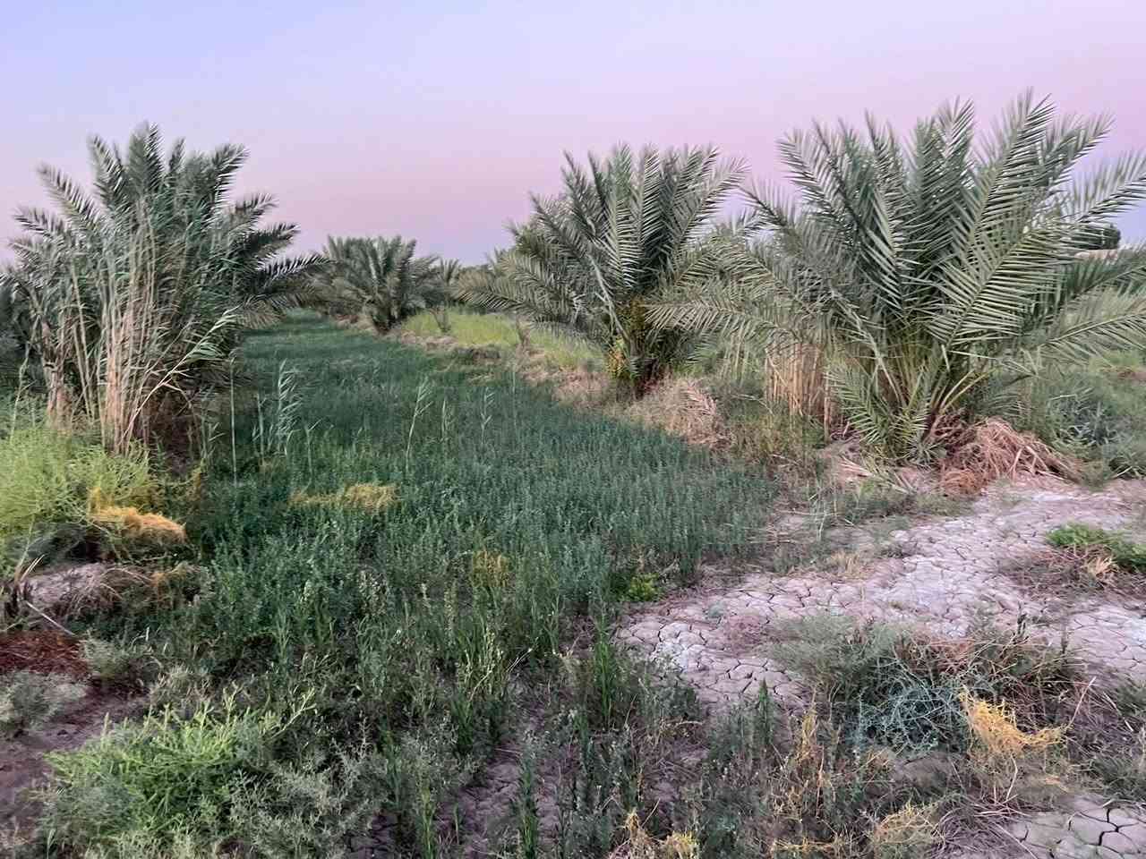 سلام عليكم ارض زراعيه لبيع 3دونم بستان كلهه قانون 117 مع بيت بناء حديث كافت الخدمات ماء اساله كهرباء ماء سقي الموقع قضاء الصويره ***********\\
