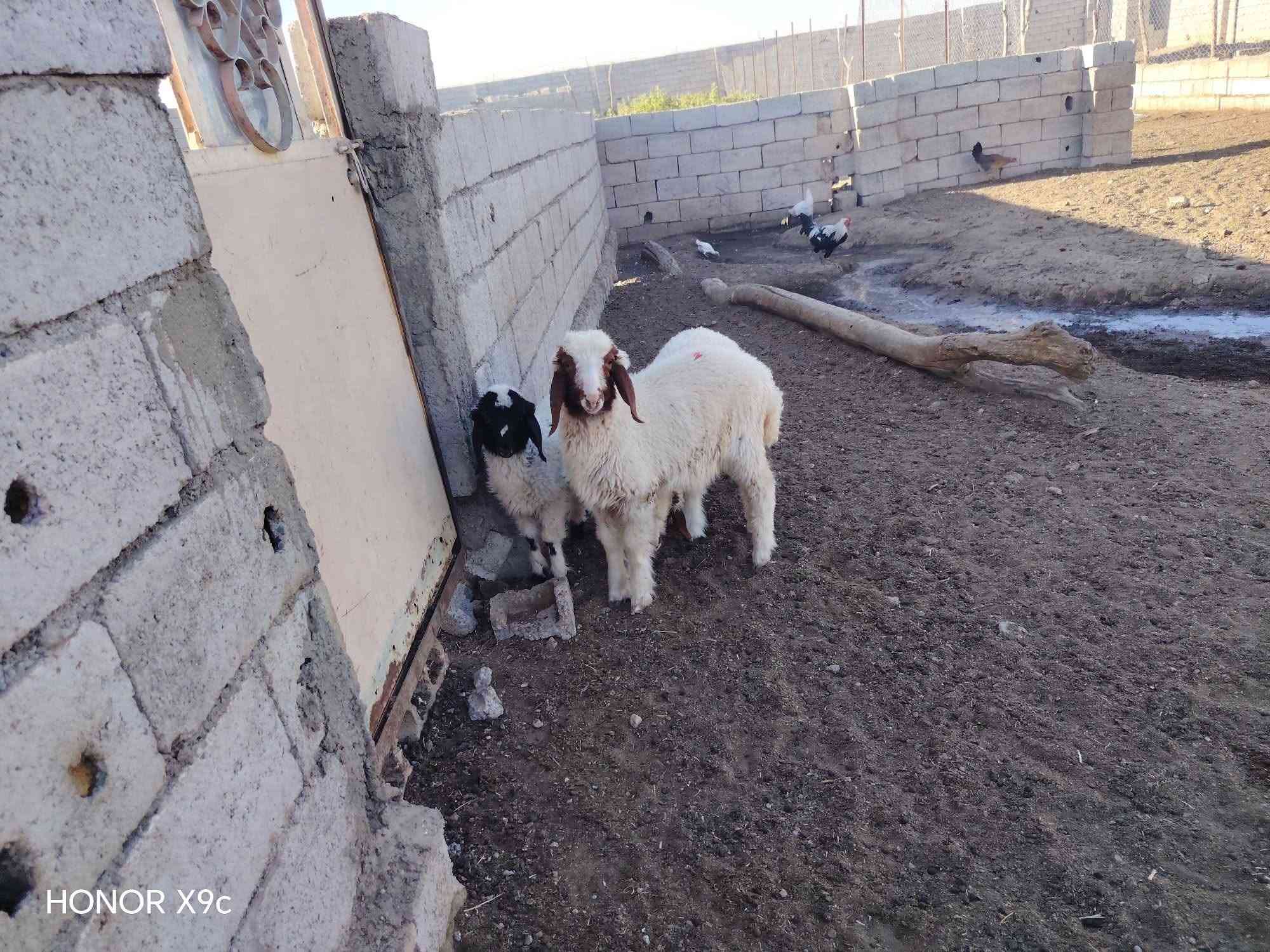 هونر X9c • للبيع • ٣ قطع