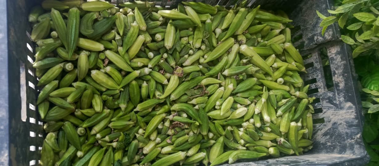 بانيا الصويره • هسه • توصيل