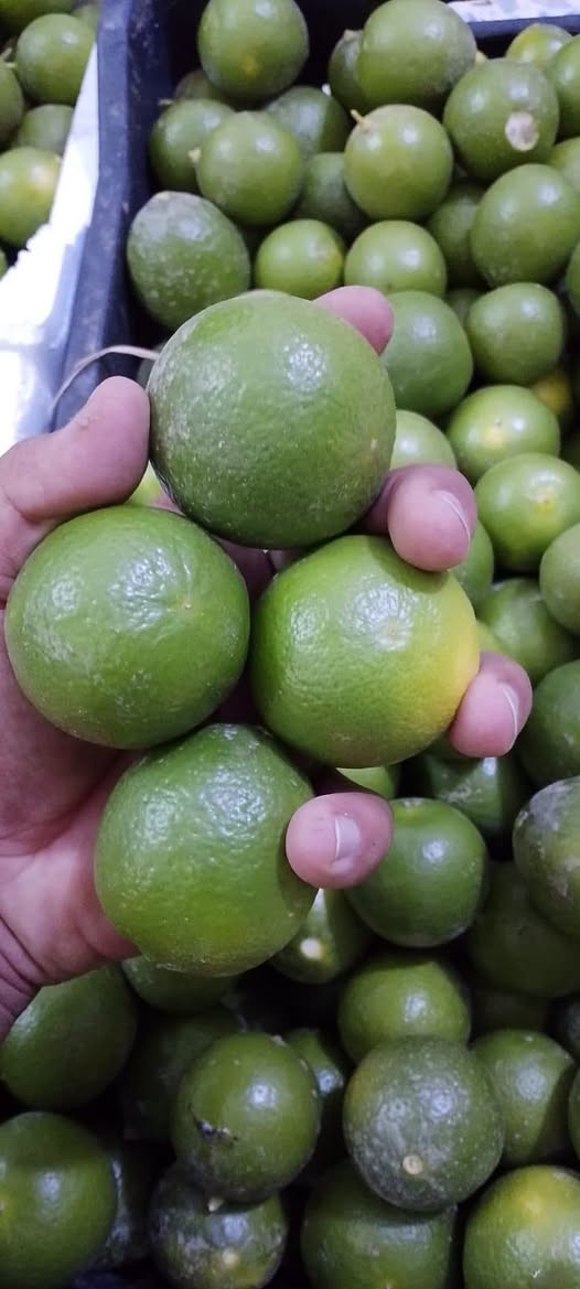 ليمون • درجة أولى • الطارمية البغدادي