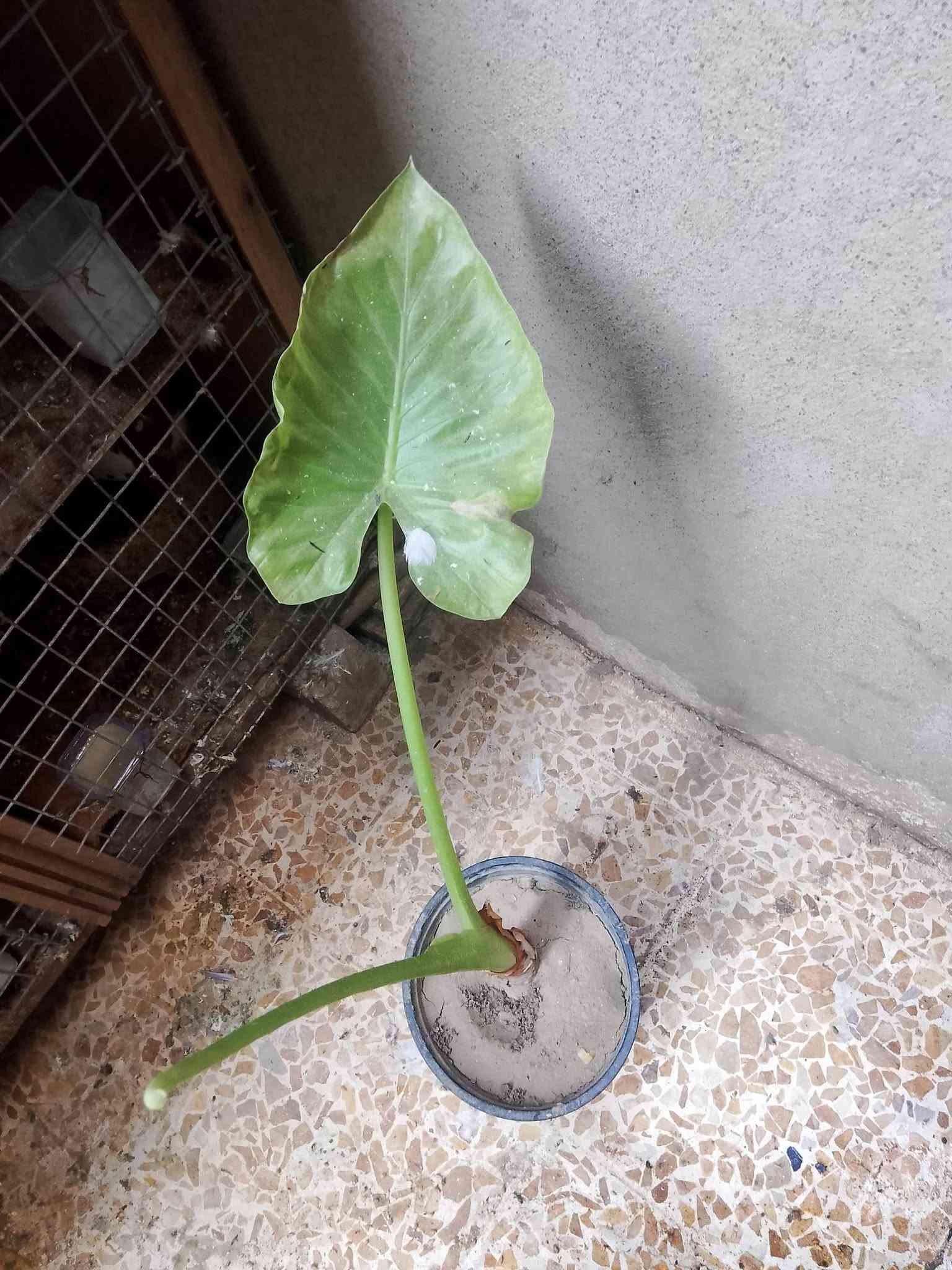 متاح نباتات حجم صغير ب 3 واكو حجم كبير ب 5 و7
