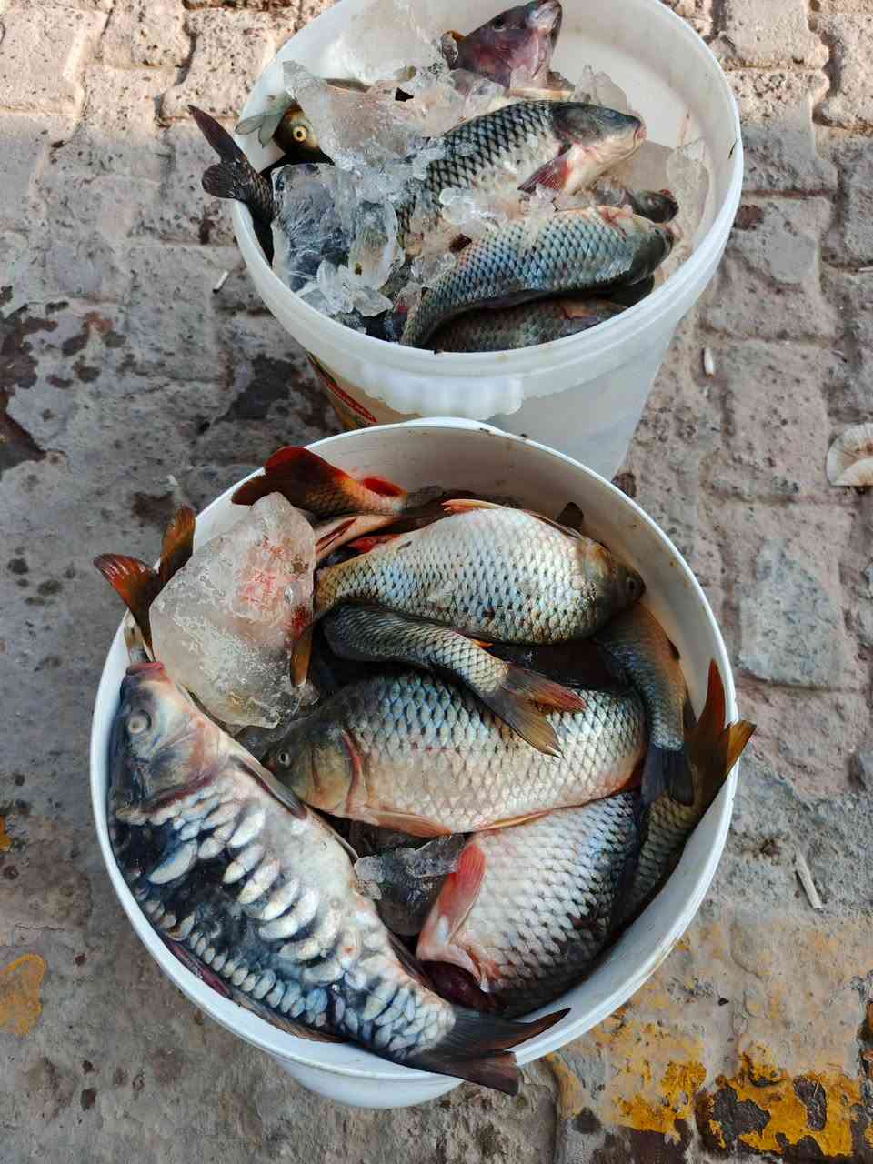 زبيدي • صيد اليوم • توصيل