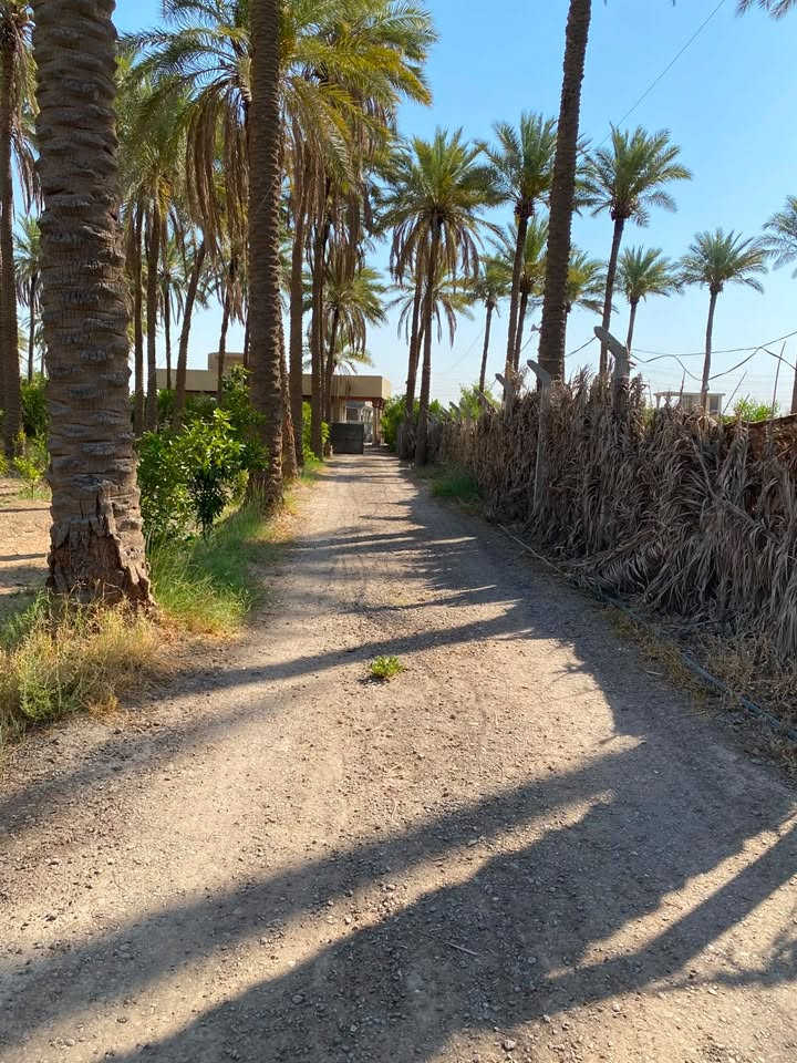 🌴 للبيع – دونم زراعي مميز جداً | سند 25 🌴
🔥 فرصة استثمارية وسكنية مميزة بموقع ممتاز!

📍 الموقع: بغداد - المحمودية - ناحية الرشيد منطقة صخريجة مساحة الأرض (1 دونم، الواجهة: 26م النزال: 92م)، أول قطعة على الشارع الرئيسي، وتبعد دقائق عن الخط السريع – دورة اليوسفية.

🏡 مميزات الأرض:
✅ تحتوي على دار بمساحة 250 م²
🌴 تحتوي على أشجار نخيل وحمضيات
🛣️ أول قطعة مواجهة للشارع الرئيسي المعبد.
💧 متوفر للأرض ماء إسالة
🌱 الارض تقع مباشرة على للأروائي المبطن المستخدم للسقي
⚡ متوفر للأرض خط مولدة سحب
🏫 وجودها في موقع ممتاز قريبة ومجاورة لـ مدارس ابتدائية وثانويات للبنين والبنات والأسواق والمحال التجارية 
⭐ مناسبة للسكن، الاستراحة أو الاستثمار.

مكلف بالنشر 
وللاستفسار عن  السعر  أو أي تفاصيل أخرى بالإمكان التواصل مباشرة مع صاحب الأرض:

***********

***********
