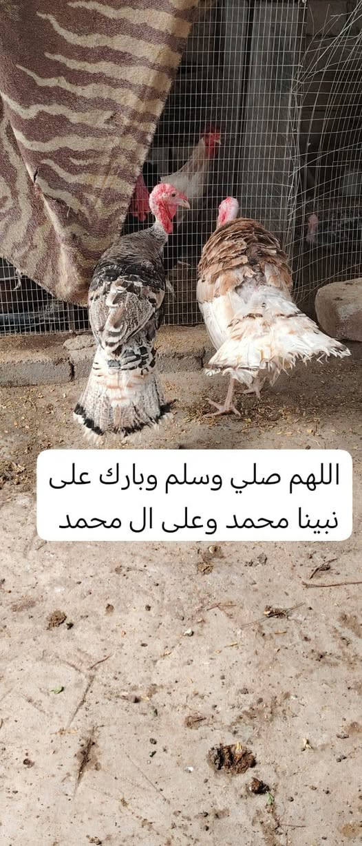 اسود احمر • ملقحات • بصرة بني منصور