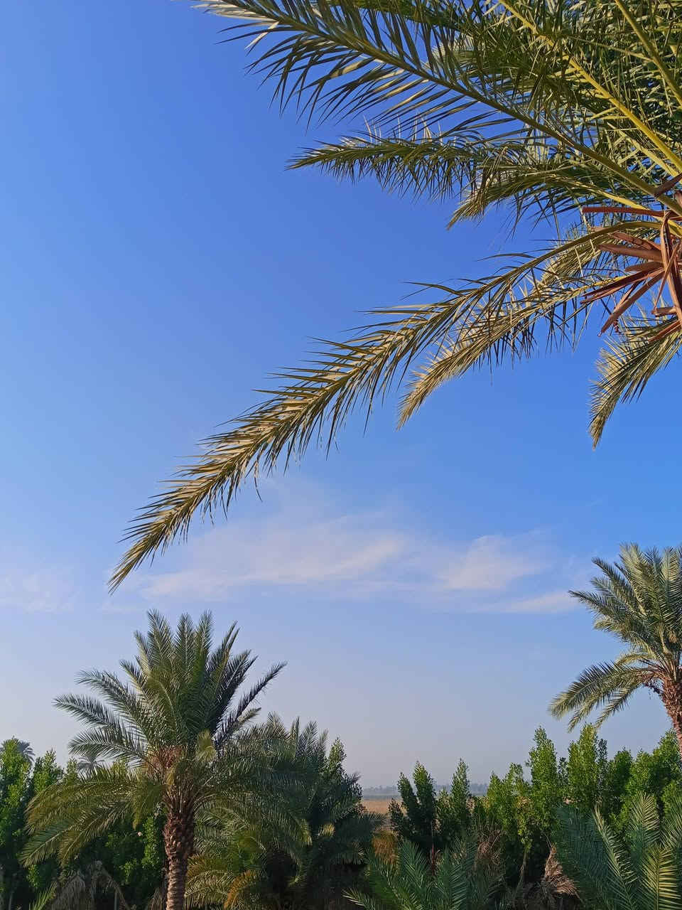 مزرعه مساحته دونم ونص المكان النعمانيه الكراده 
جنس الارض 117 
الاستفسار ‏‪***********‬‏
