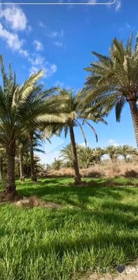 كاصوص نخل • سوق الشيوخ • للبيع